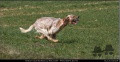 Setter Anglais HARLEY DES BORDS DU RIEUVERT Setter Anglais HARLEY DES BORDS DU RIEUVERT